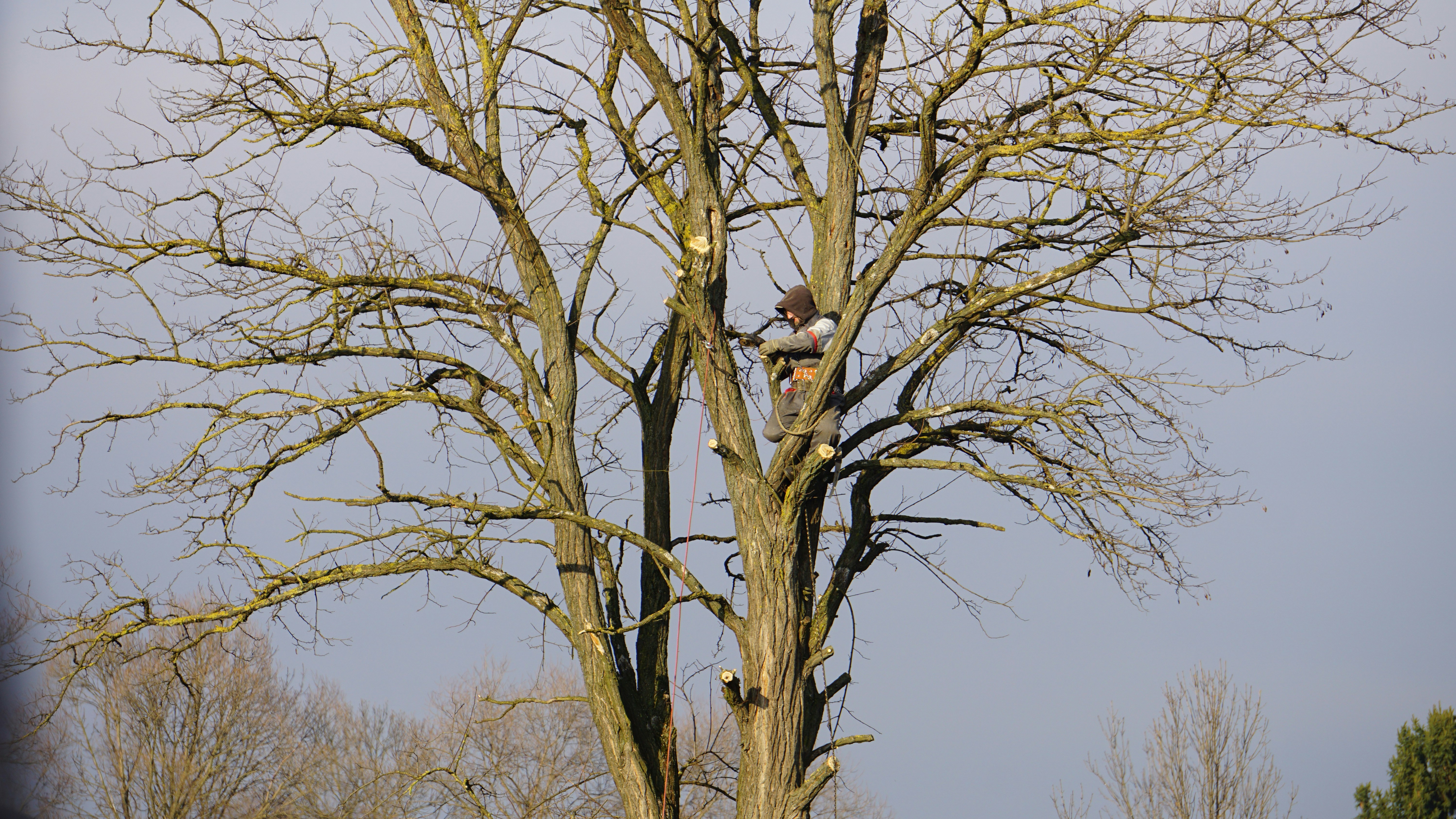 Austex Tree Service crew at work in Austin