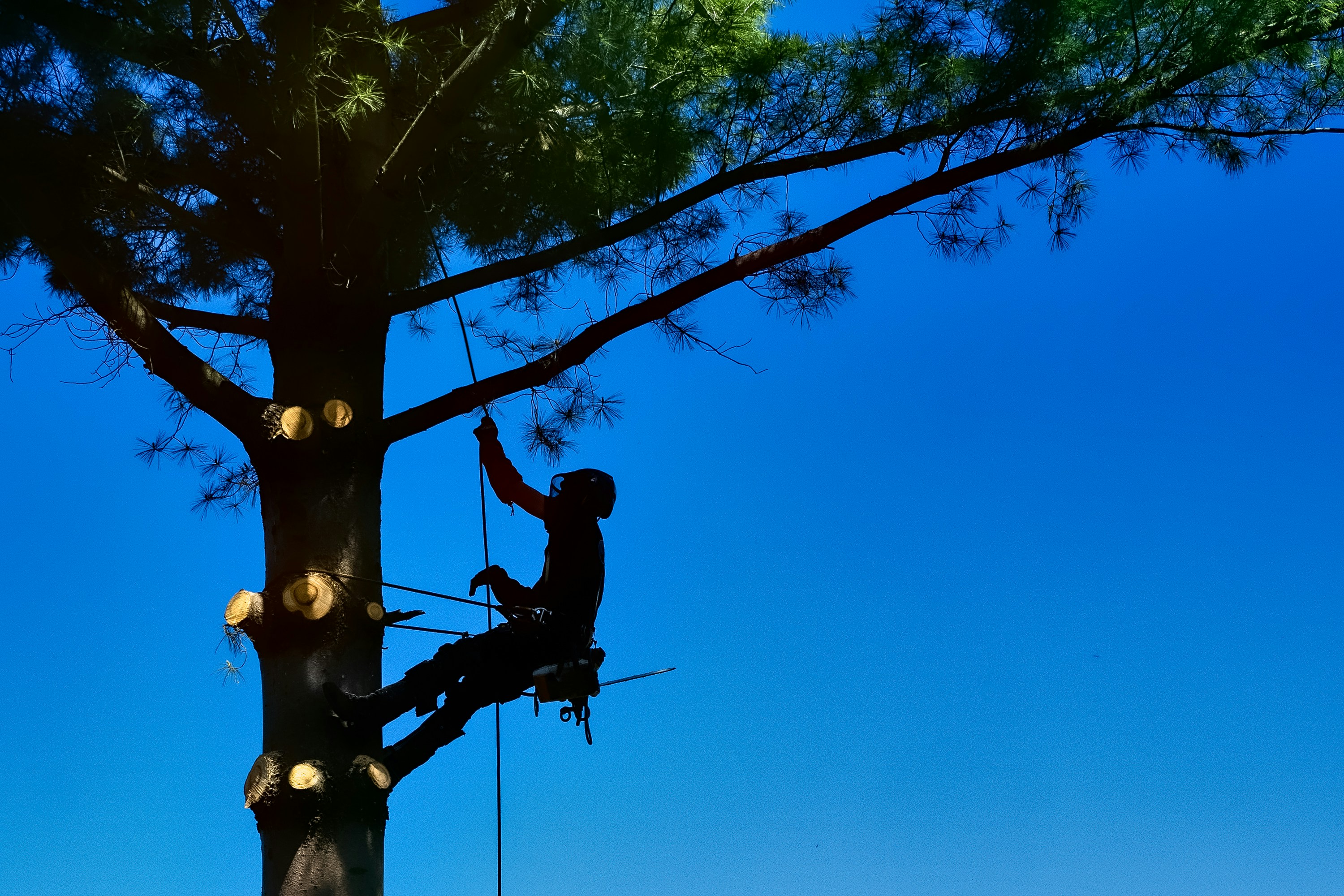 Ball moss removal Austin
