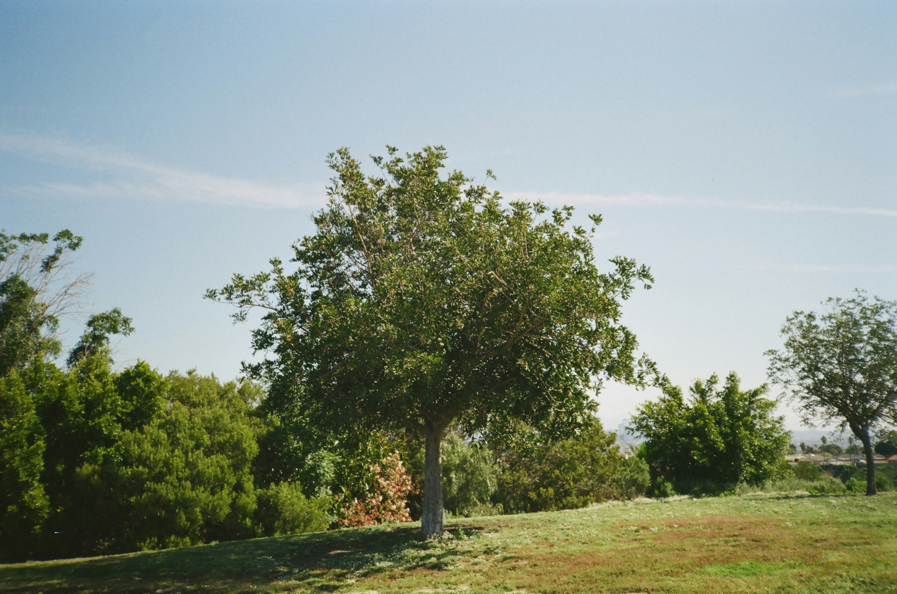 Lot clearing service Austin Texas