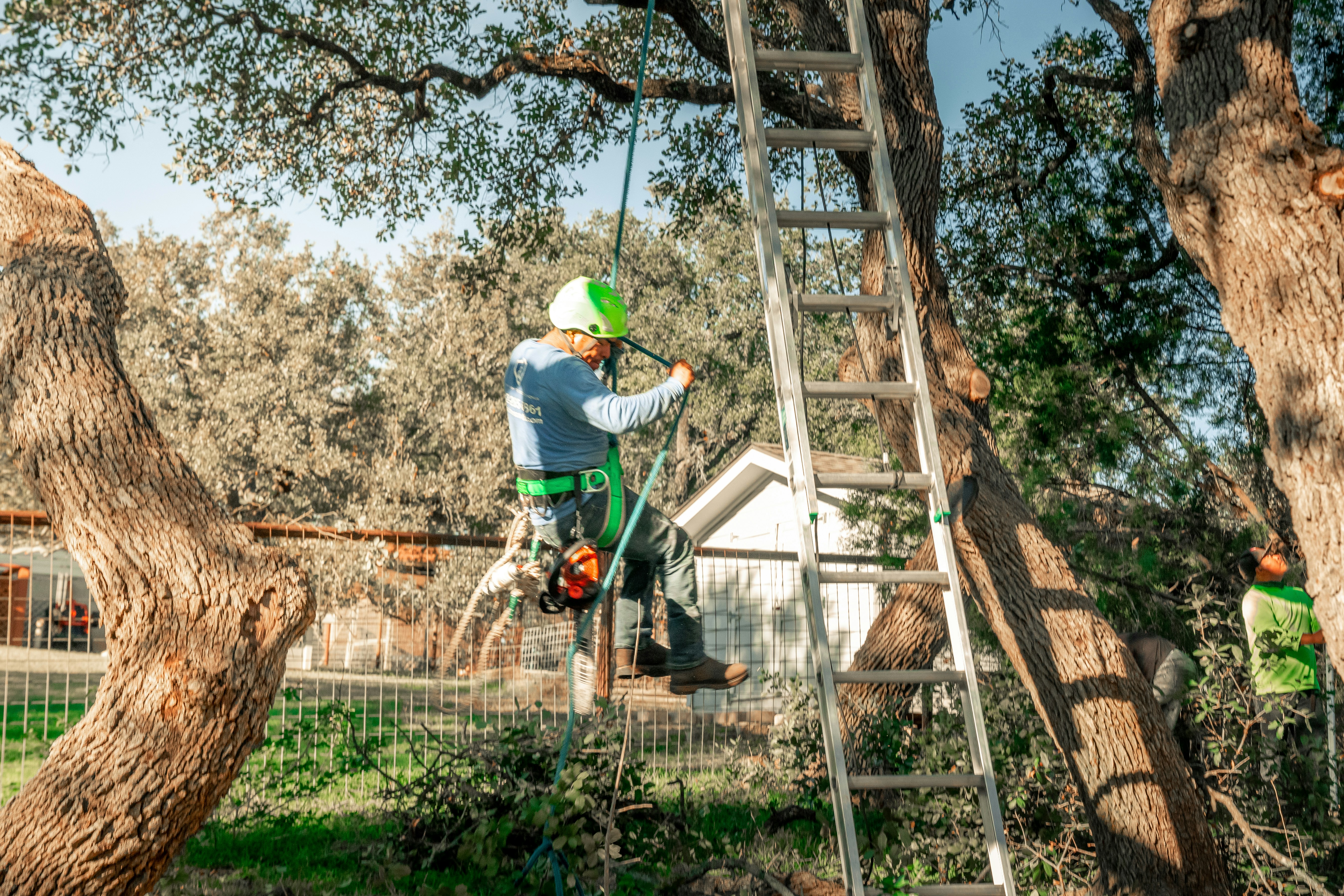 Austex crew working on Austin tree canopy