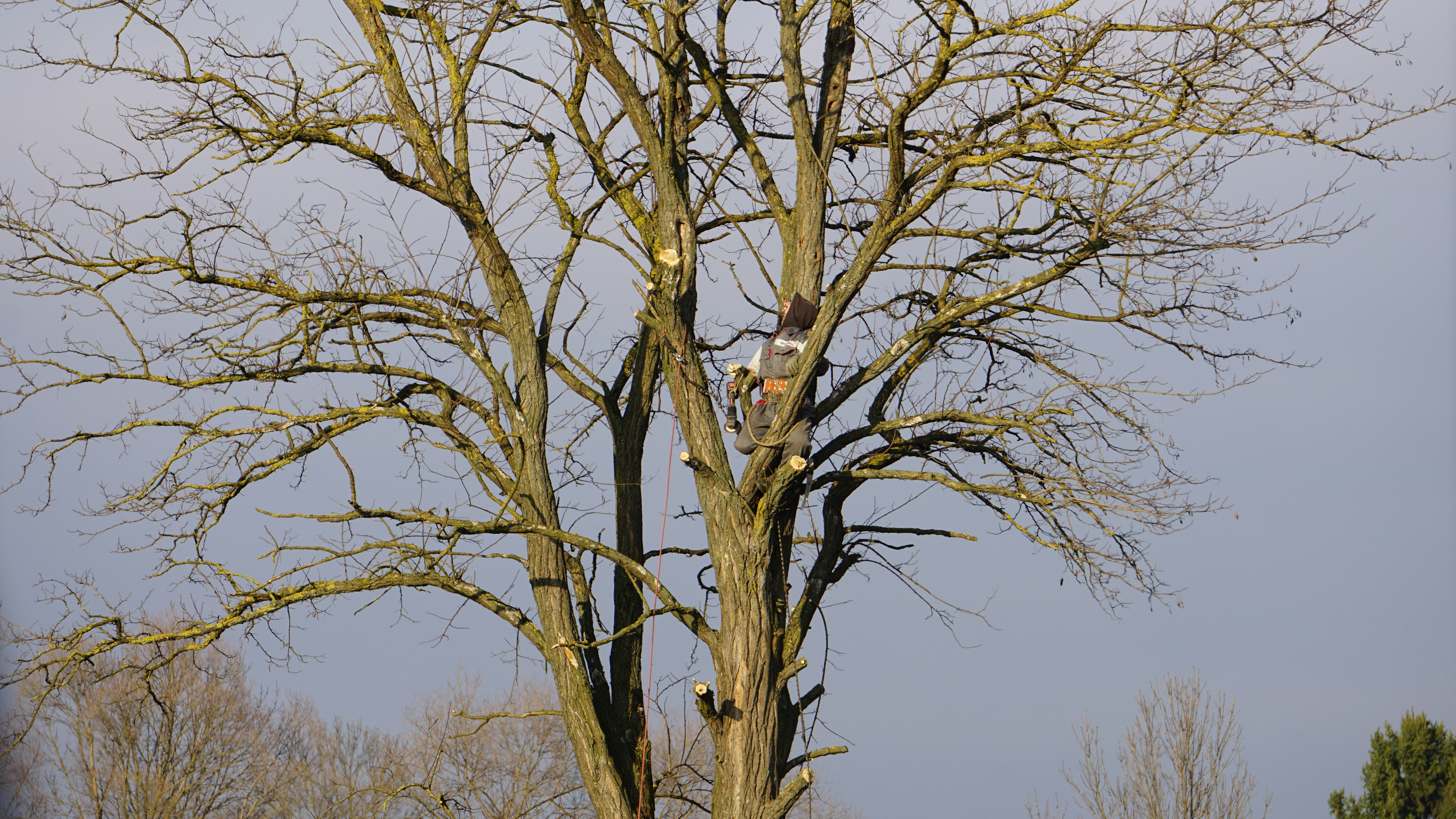 Expert tree pruning service