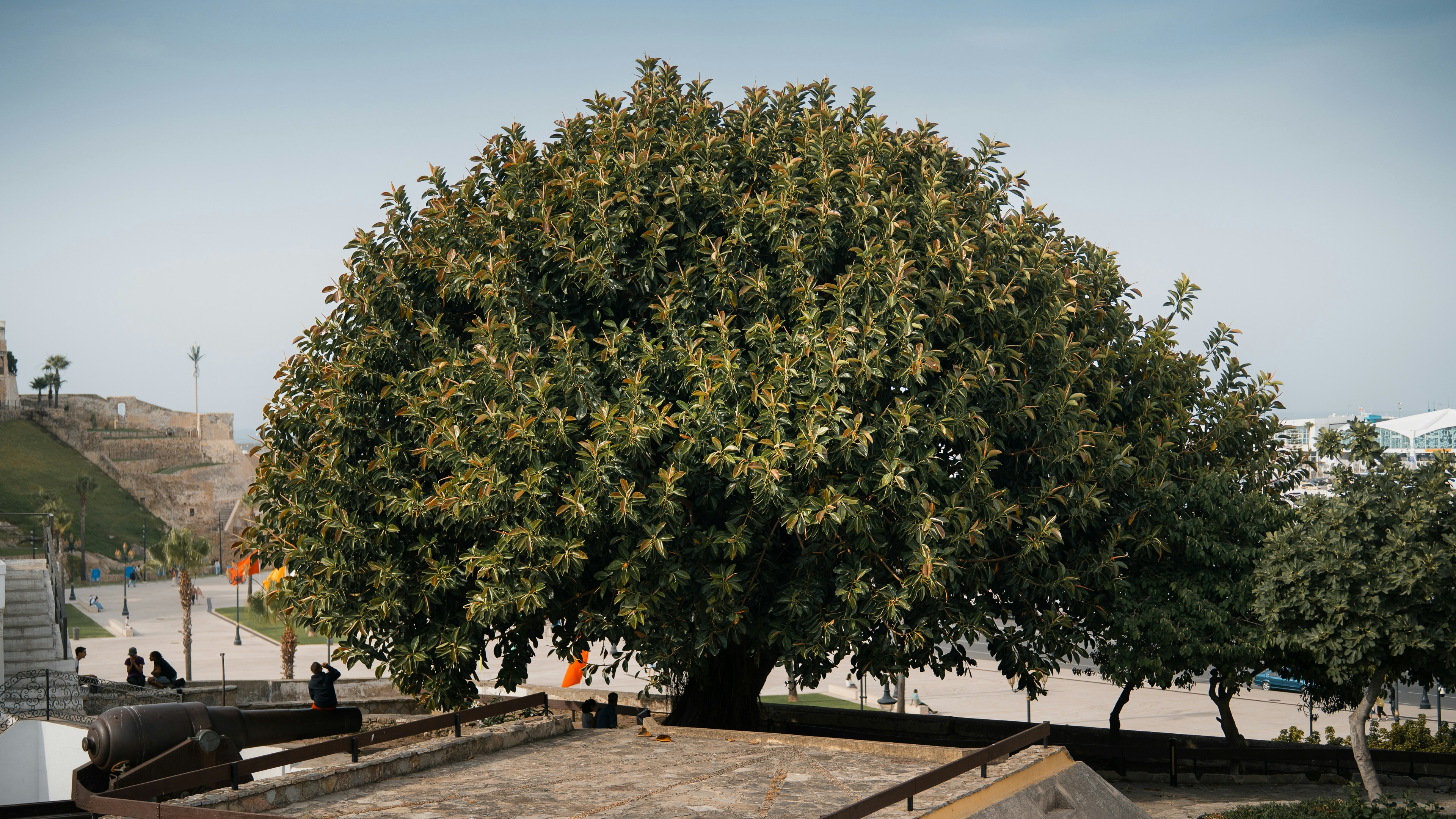 Tree health recommendations