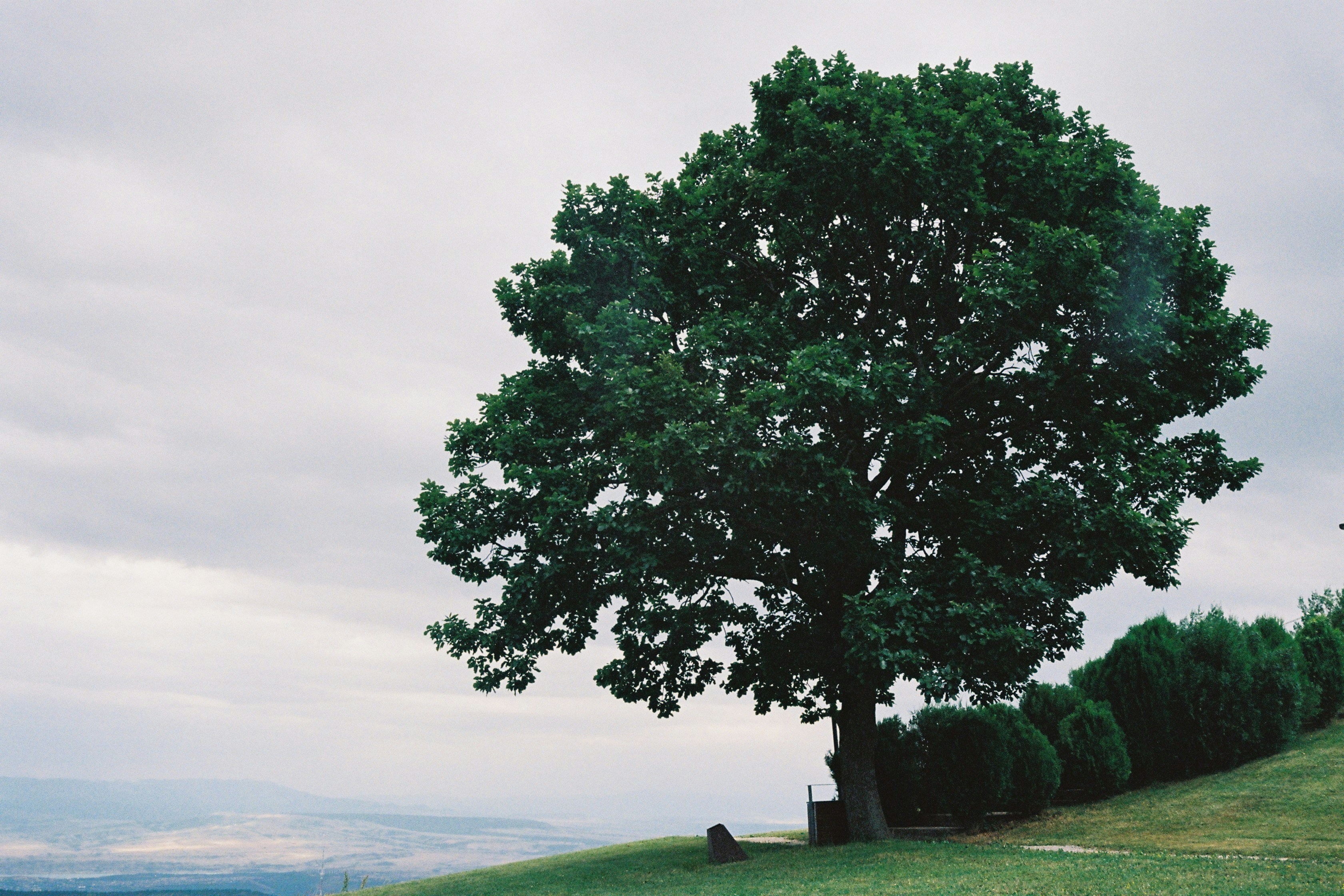 Tree removal service in Austin