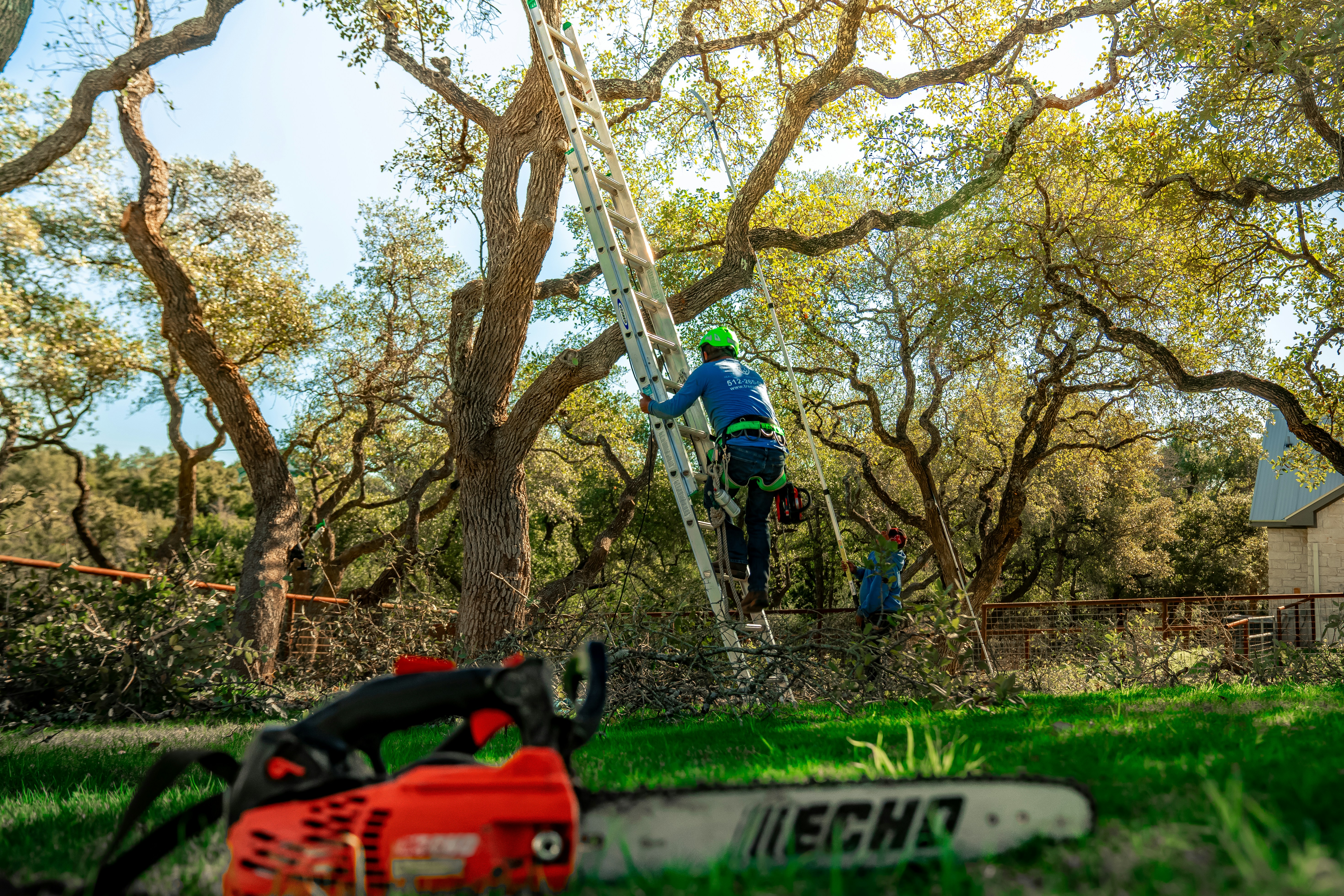 Tree trimming in Austin and Round Rock